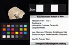 Foto (Objket + Etiketten) von Longodromites sp. 